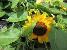 IMG_0872.jpg