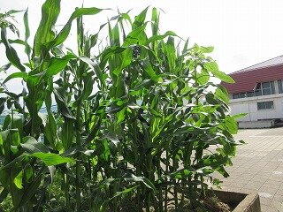 IMG_0874.jpg
