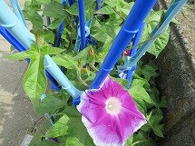 IMG_0965.jpg