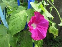 IMG_0966.jpg