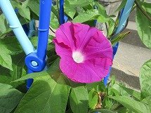 IMG_0967.jpg