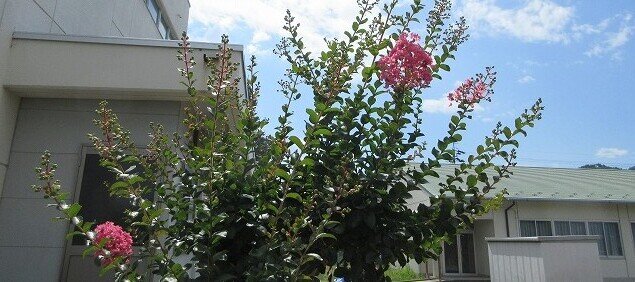 IMG_12451.jpg