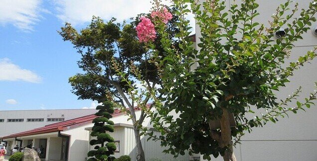 IMG_12461.jpg