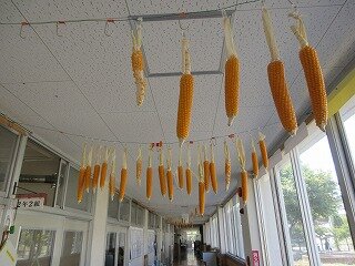 IMG_1378.jpg
