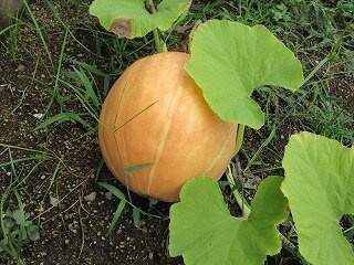 IMG_1535.jpg