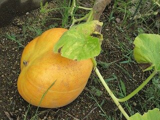 IMG_1536.jpg