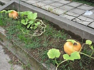 IMG_1537.jpg