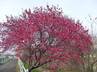 P1250758.jpg
