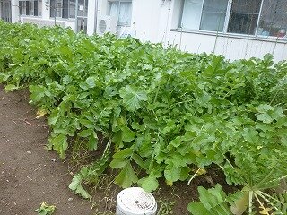 P1290031.jpg