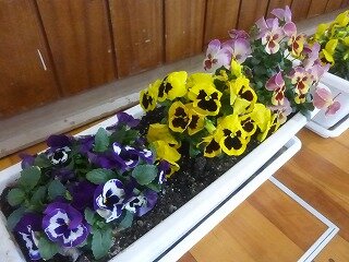 P1310041.jpg