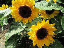 IMG_0871.jpg