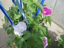 IMG_0960.jpg