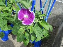 IMG_0959.jpg