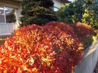 DSCN3419サイズ.JPG