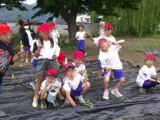 202606satumaimo02.jpg