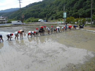 田植え(4).JPG