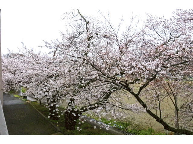 R80528TOP.gif