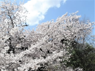 r6041707.jpg