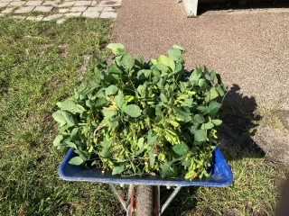 20211001edamame002.jpg