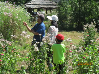 20210924_asagimadara4.JPG