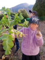 202511daikon03.jpg
