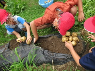 202307potatosyuukaku01.jpg