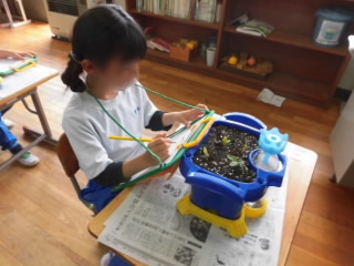 20230614asagao001.jpg