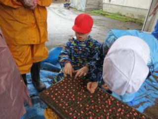 20240531tanemaki1004.jpg