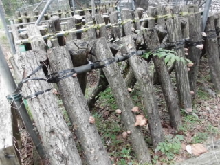 siitakekokauchi002.JPG