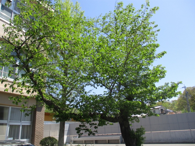 2020050801 (640x480).jpg