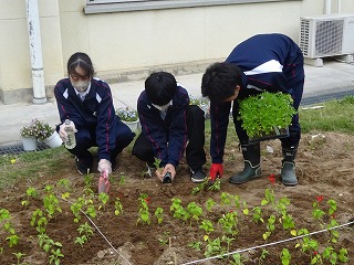 240000_ryokuka2.jpg