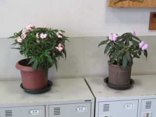 R0412gatuFlowerⅠ03.JPG