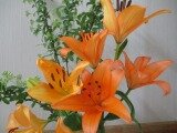 IMG_0908.jpg