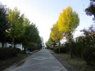 icho.JPG