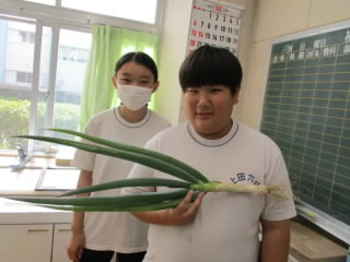 negi.JPG