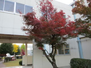 momiji.JPG