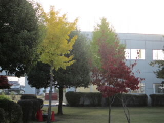 nakaniwa.JPG