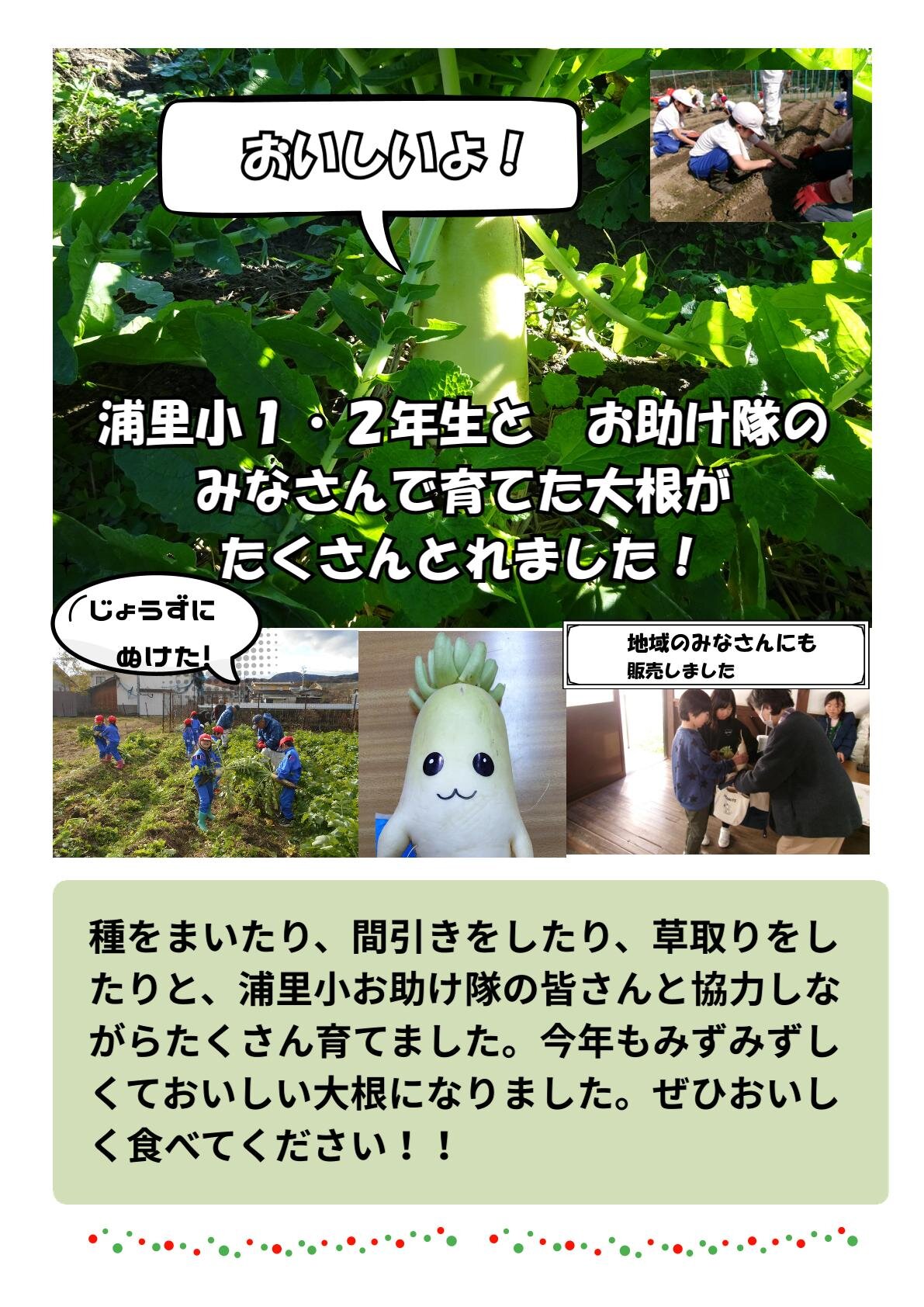 浦里小学校の大根-1.jpg