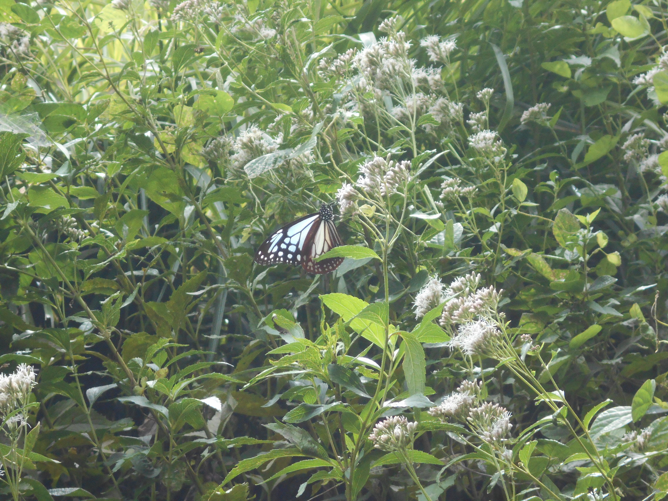 DSCN8892.JPG