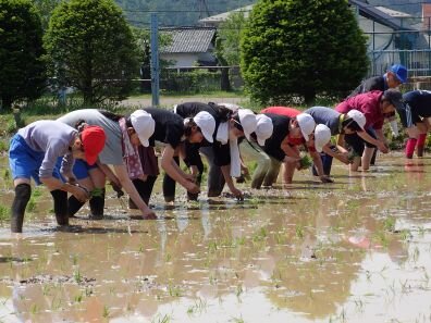 田植え.JPG