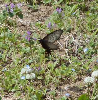 DSCN1973(トリミング).jpg