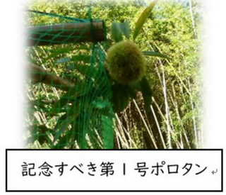 porotann102.jpg