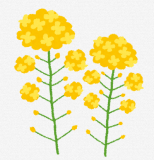 nanaokaha5.png