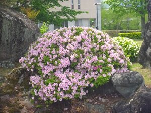 5月の花⑤HP用.JPG