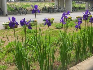 5月の花⑦HP用.JPG