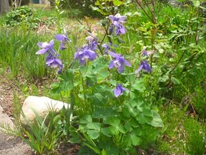 5月の花②HP用.JPG
