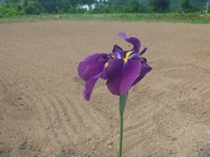 花菖蒲2-③縮小.jpg